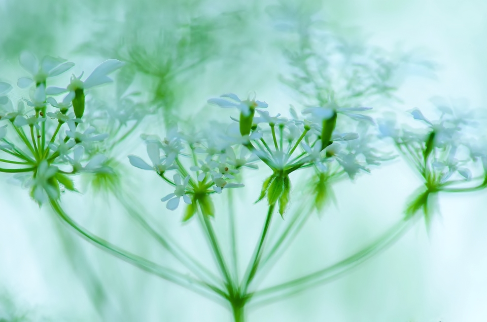 *** Wildes Sommerwiesenblümchen ***