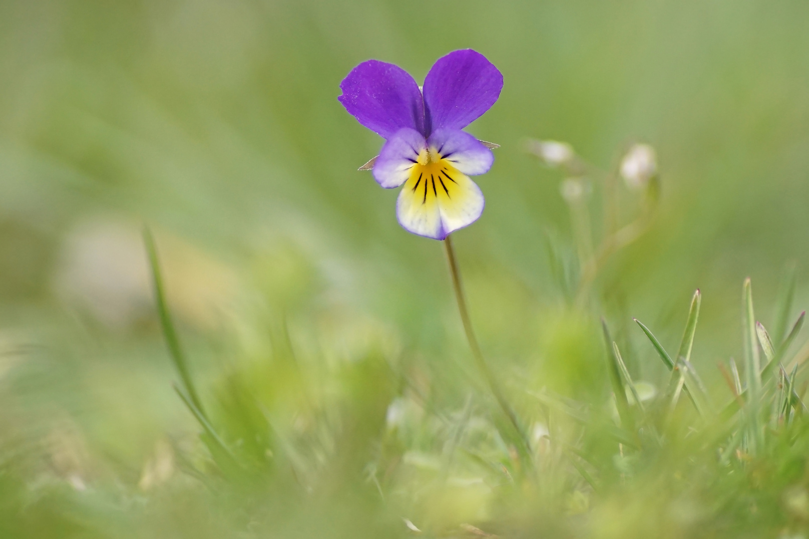 Wildes Stiefmütterchen (Viola tricolor)