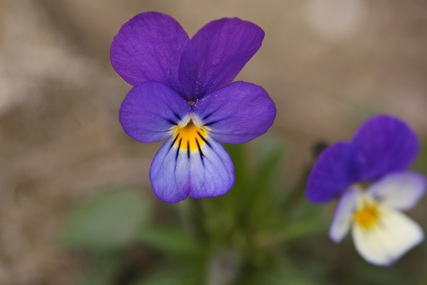 Wildes Stiefmütterchen (Viola tricolor)