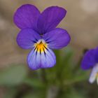 Wildes Stiefmütterchen (Viola tricolor)