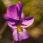 Wildes Stiefmütterchen (Viola tricolor)