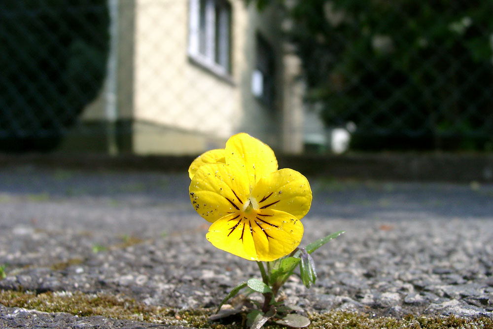 Wildes Stiefmütterchen (Viola tricolor)