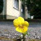 Wildes Stiefmütterchen (Viola tricolor)