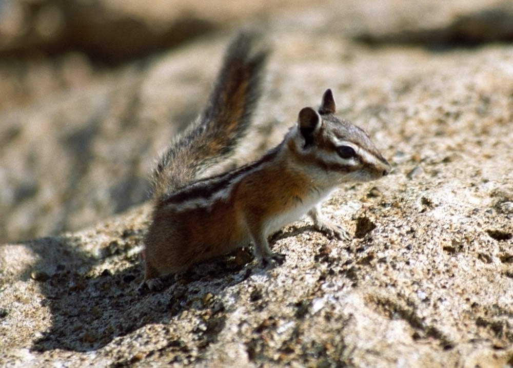 Wildes Streifenhörnchen im Bryce Canyon