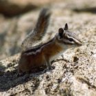 Wildes Streifenhörnchen im Bryce Canyon