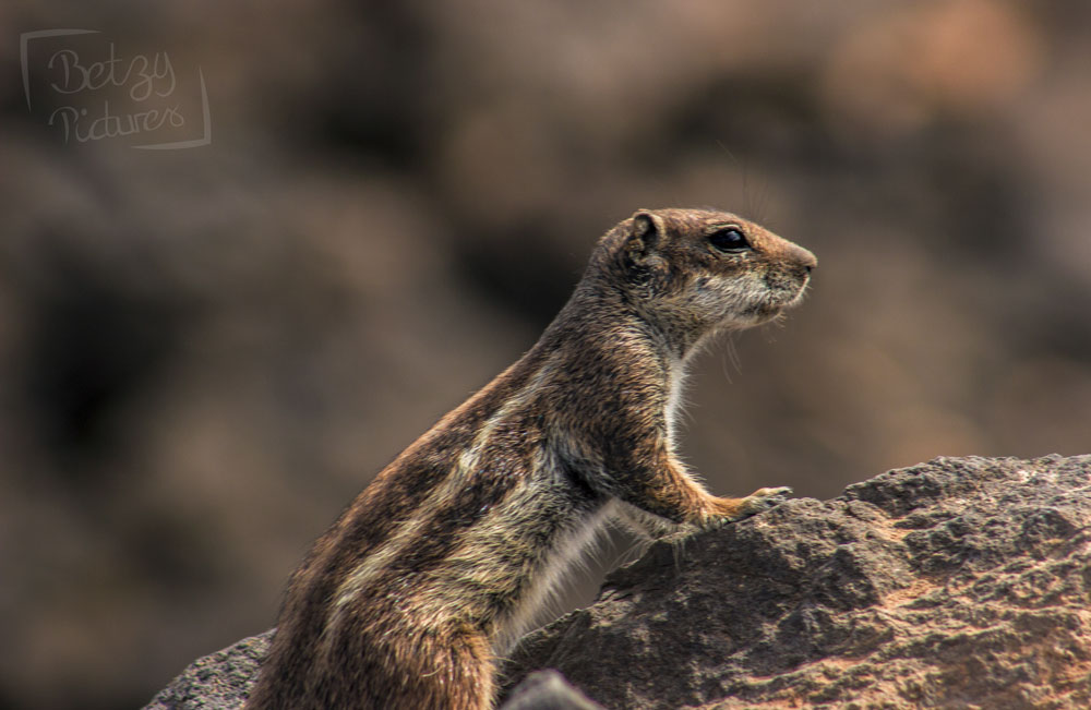 Wildes Streifenhörnchen in Fuerteventura