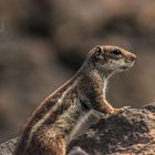 Wildes Streifenhörnchen in Fuerteventura