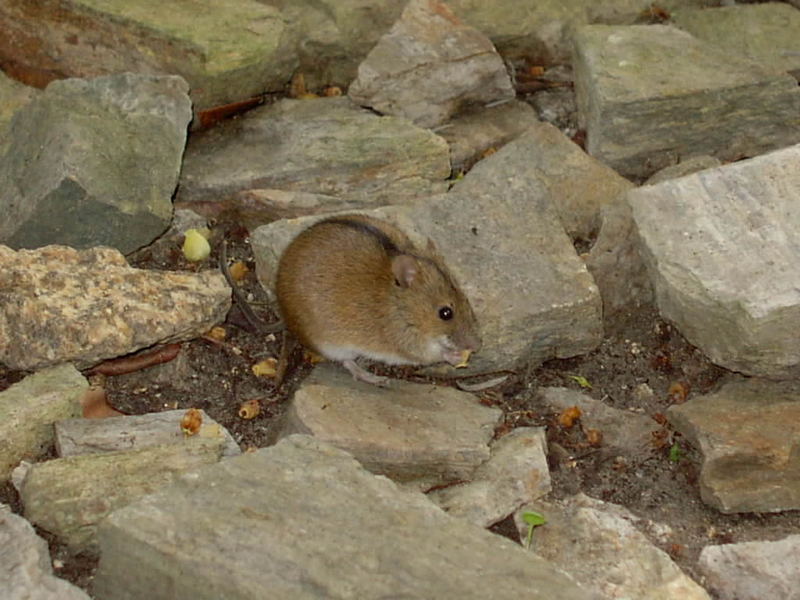 Wildes Tier im Botanischen Garten