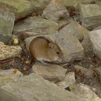 Wildes Tier im Botanischen Garten