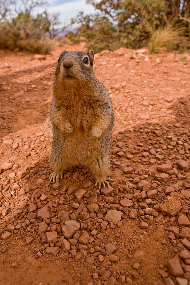 "Wildes" Tier im Grand Canyon ;-) Foto & Bild | tiere, wildlife