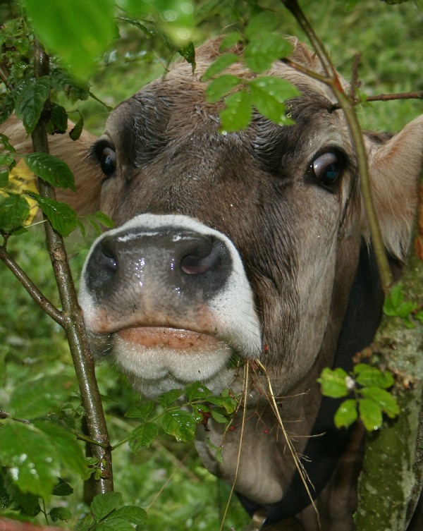 Wildes Tier in den Alpen ;o))