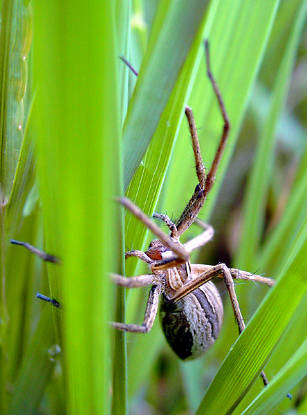 Wildes Tier in dre Wiese