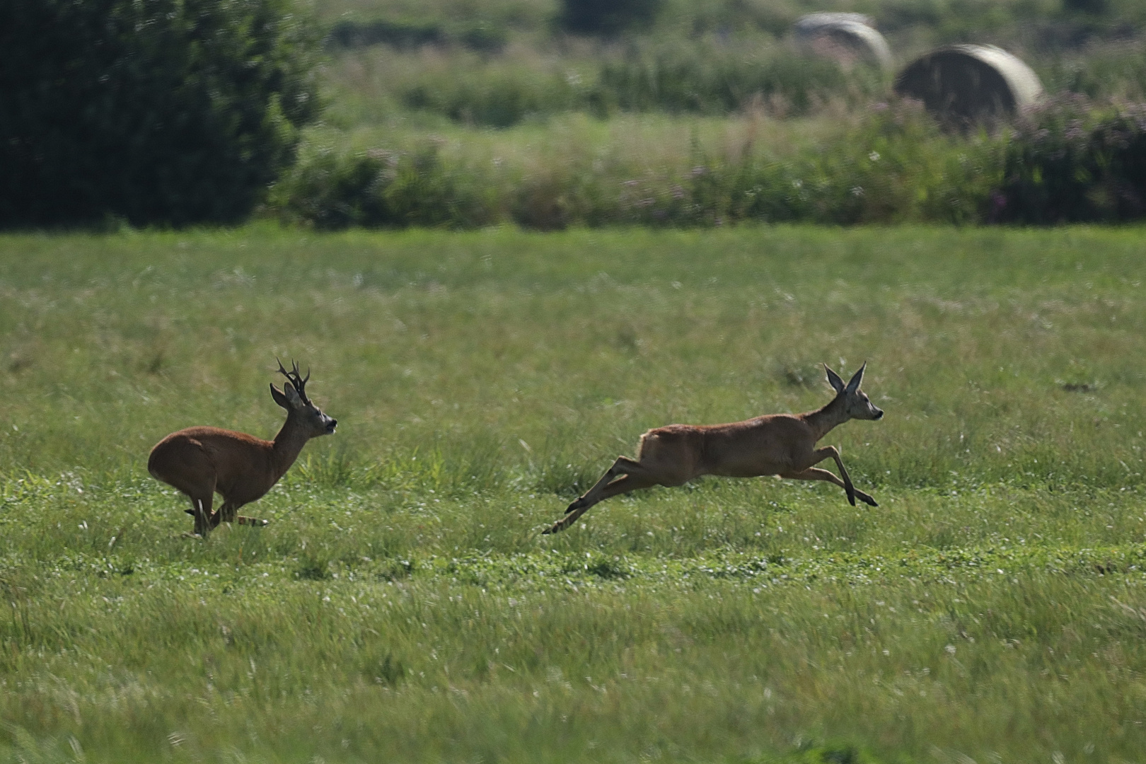 Wildes treiben