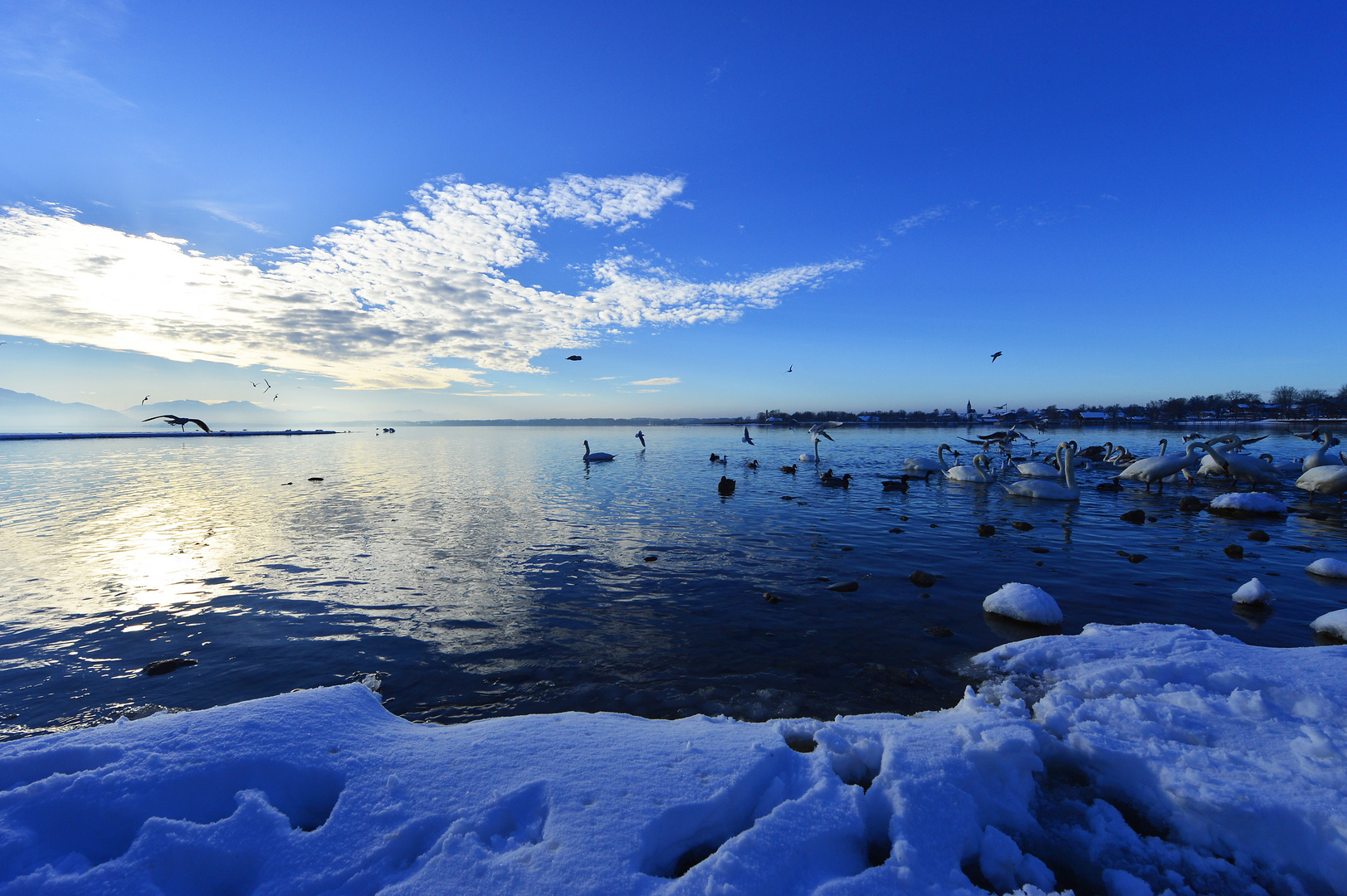 wildes Treiben am See