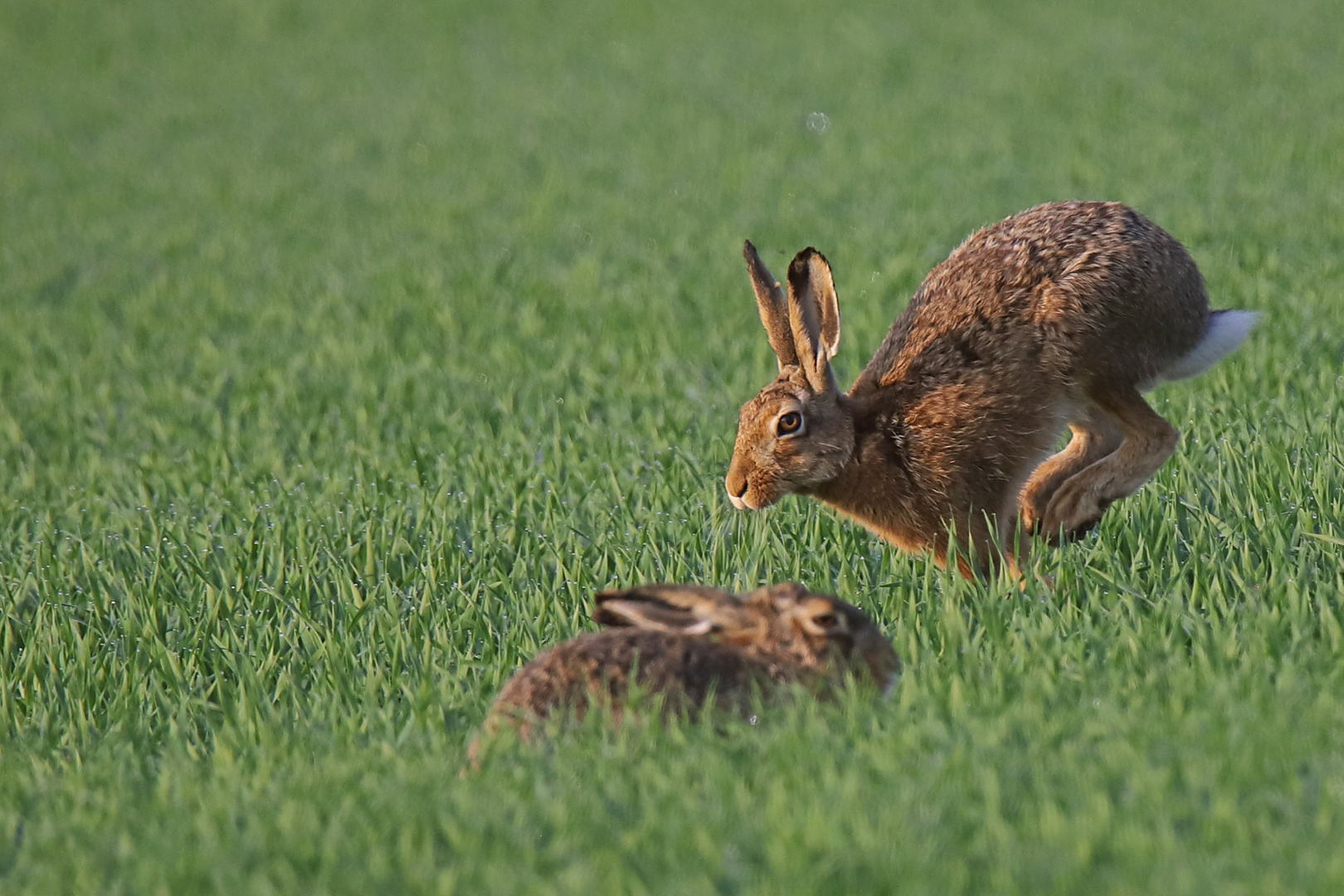 Wildes Treiben bei den Feldhasen