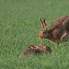 Wildes Treiben bei den Feldhasen