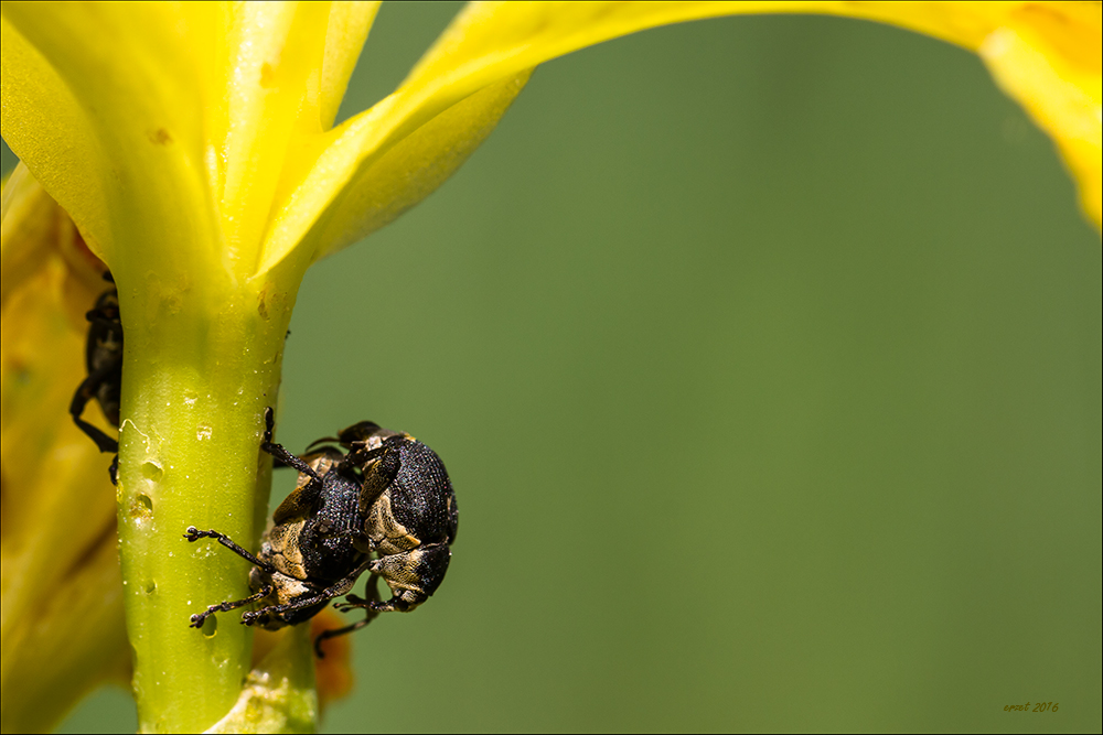 Wildes Treiben...