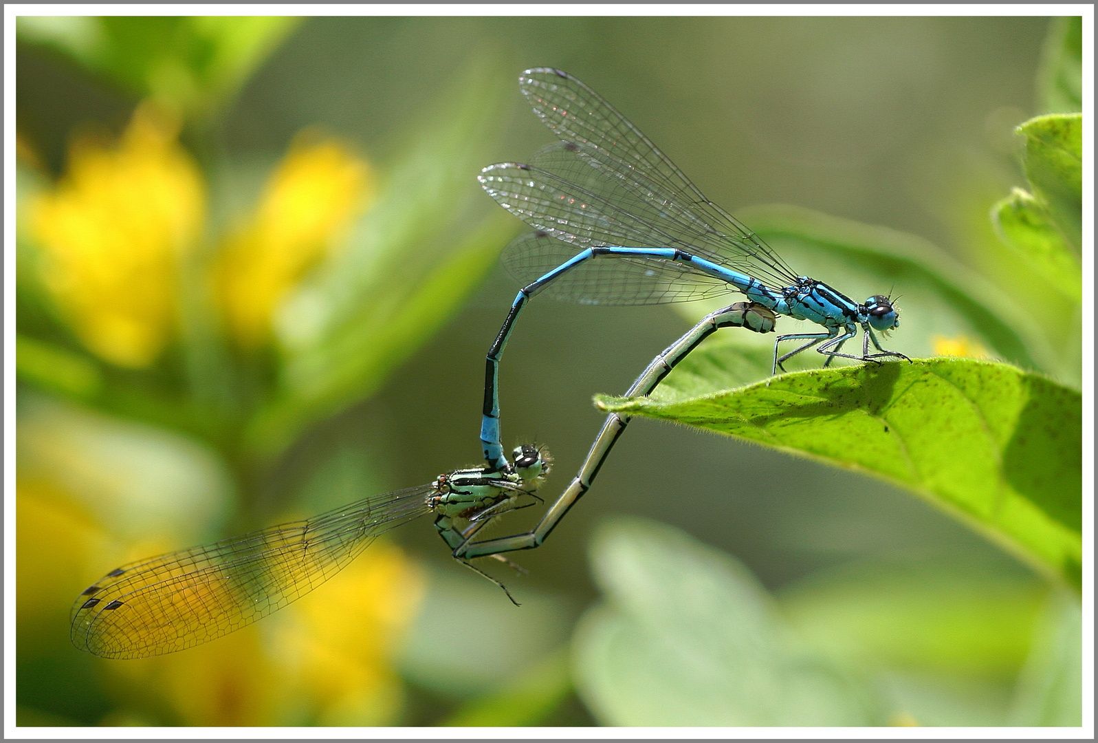 Wildes Treiben im Garten :-)