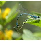 Wildes Treiben im Garten :-)