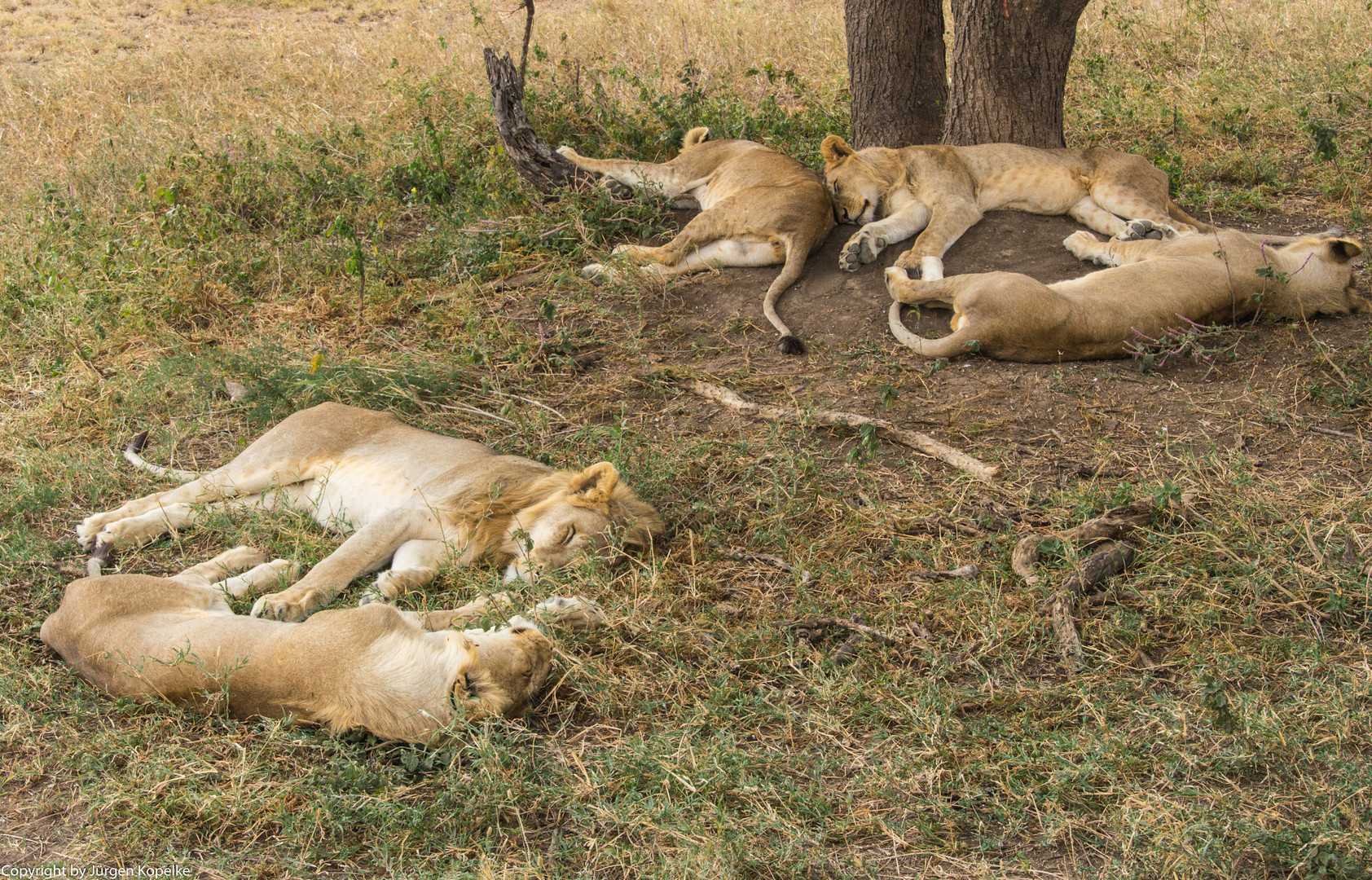 Wildes, ungebändigtes Löwenrudel in der Serengeti