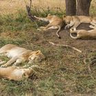 Wildes, ungebändigtes Löwenrudel in der Serengeti