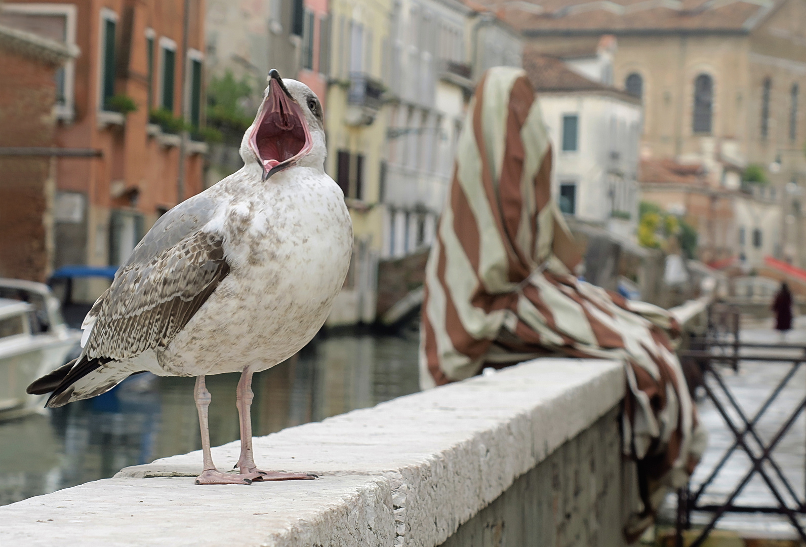 Wildes Venedig (Doku)