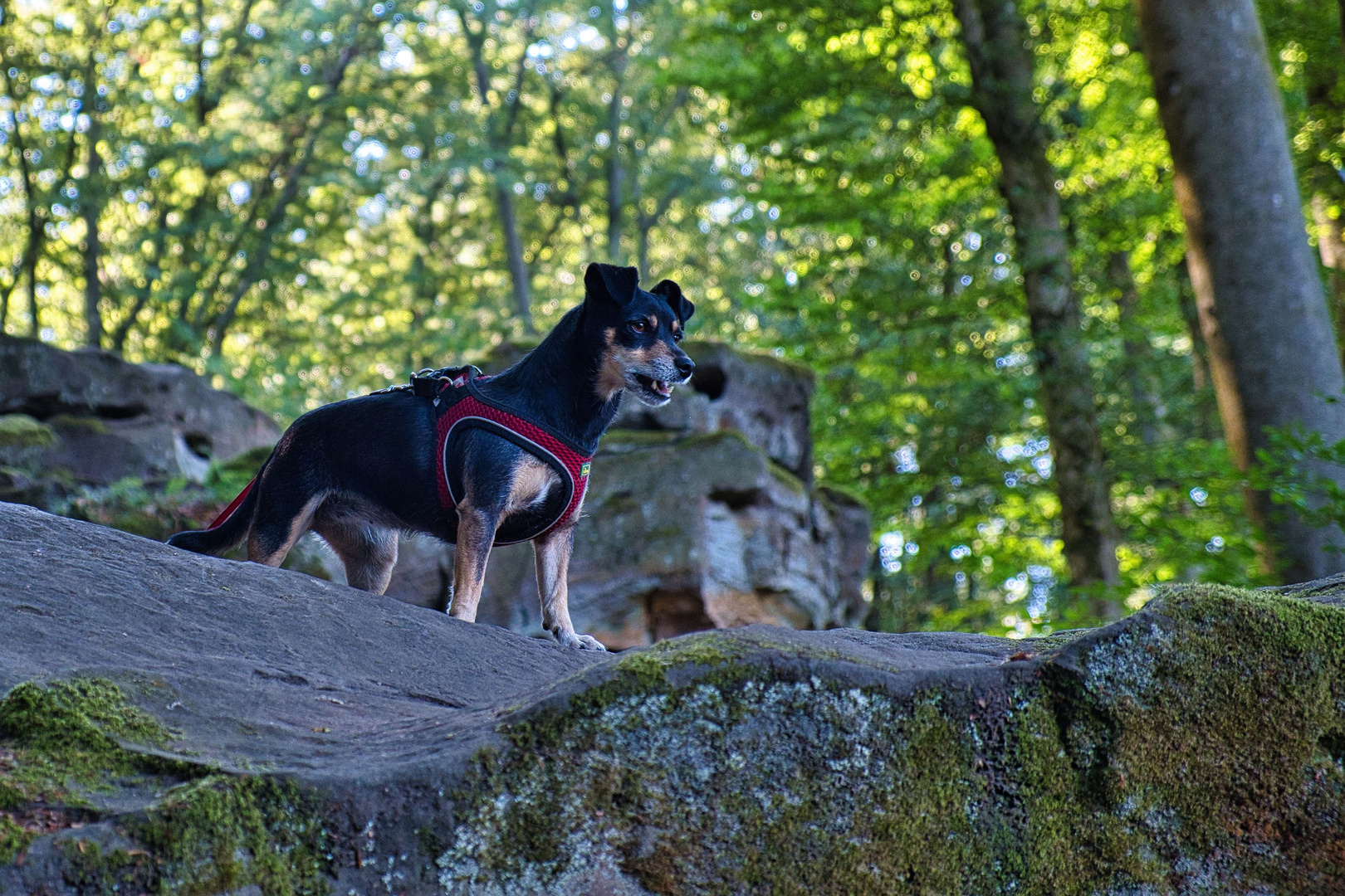 Wildes Vierbein im Wald