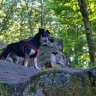 Wildes Vierbein im Wald