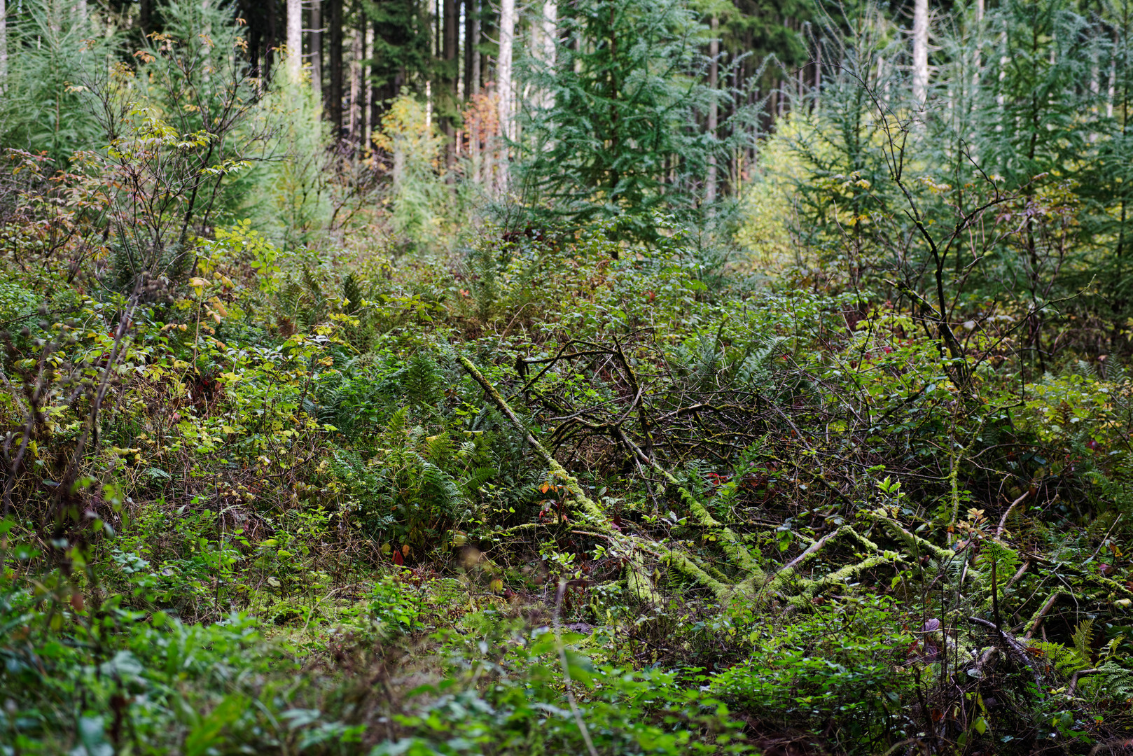 Wildes Wachsen auf der Waldlichtung