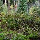 Wildes Wachsen auf der Waldlichtung