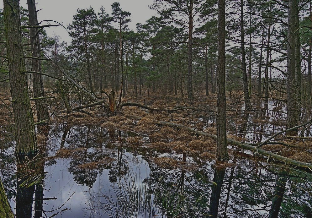 Wildes Waldmoor