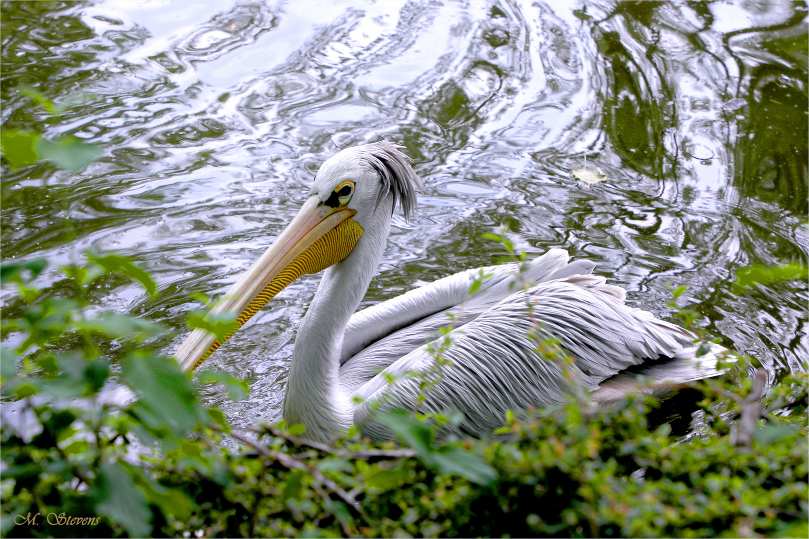 Wildes Wasser
