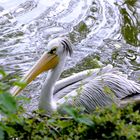 Wildes Wasser