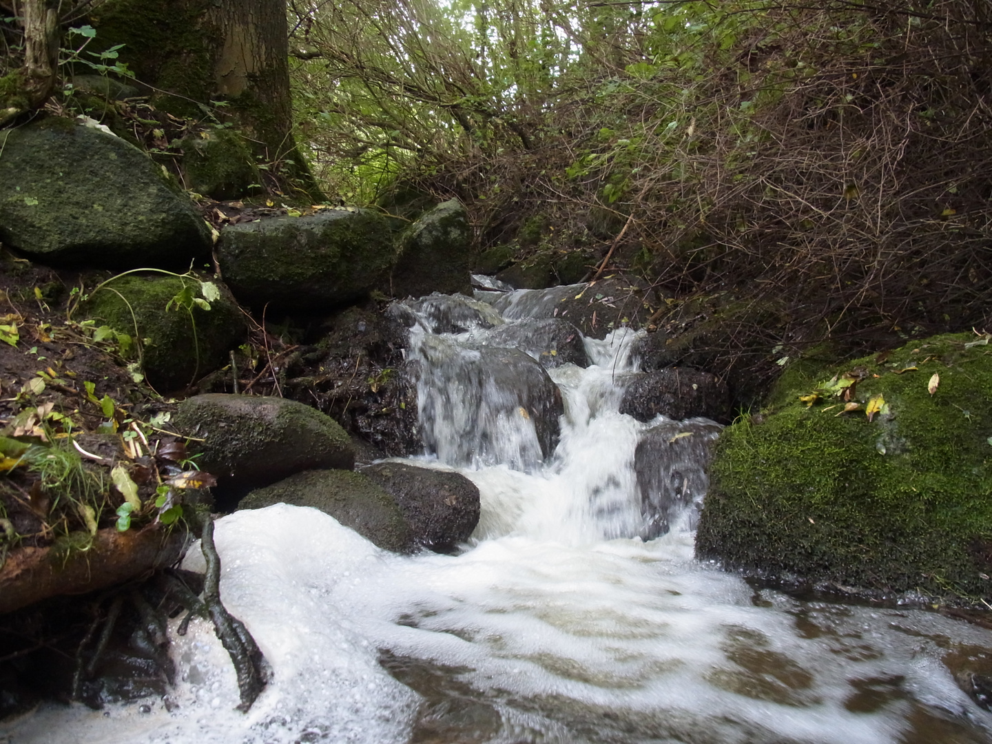 Wildes Wasser