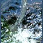 Wildes Wasser(2)