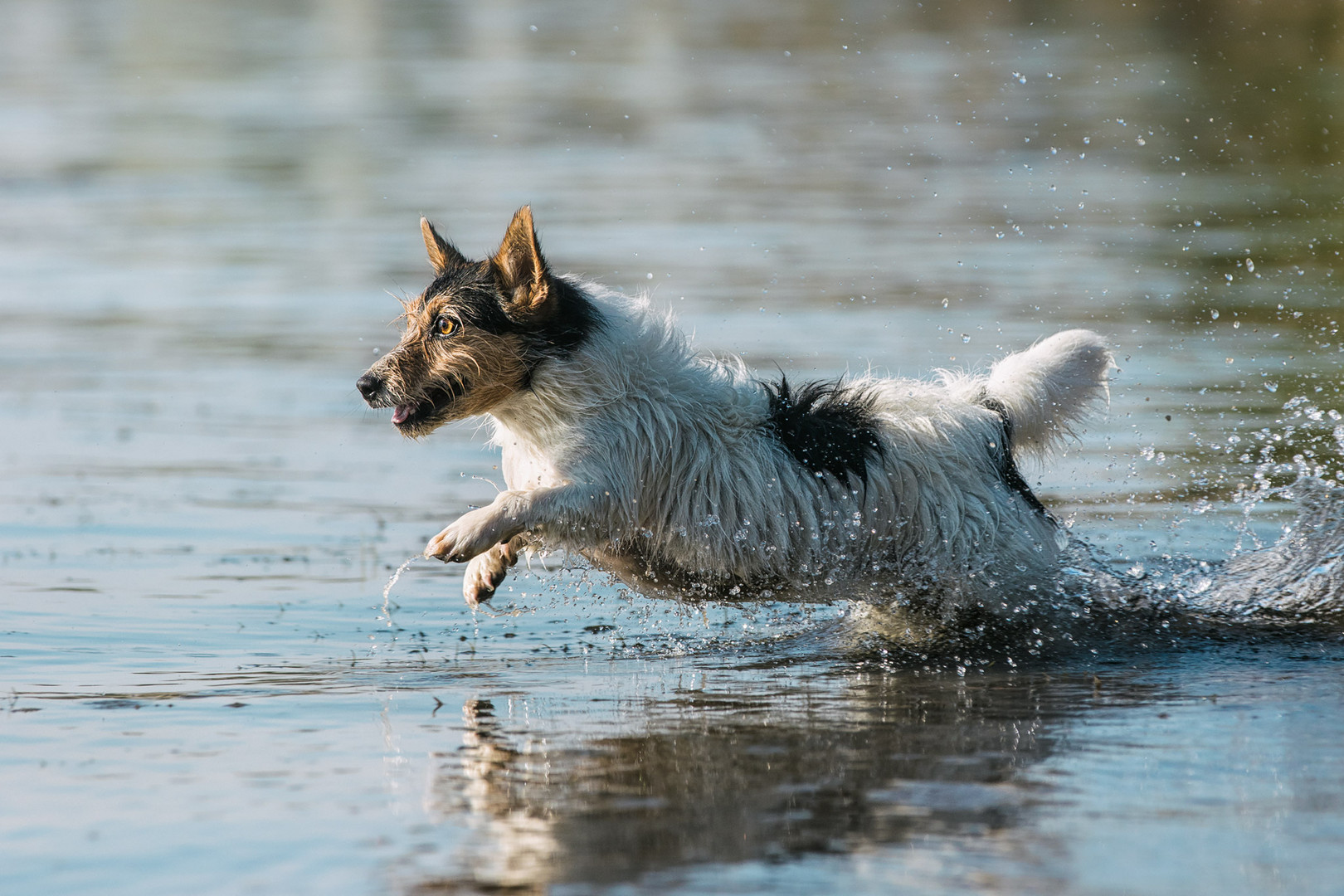 ... wildes Wassertier ...