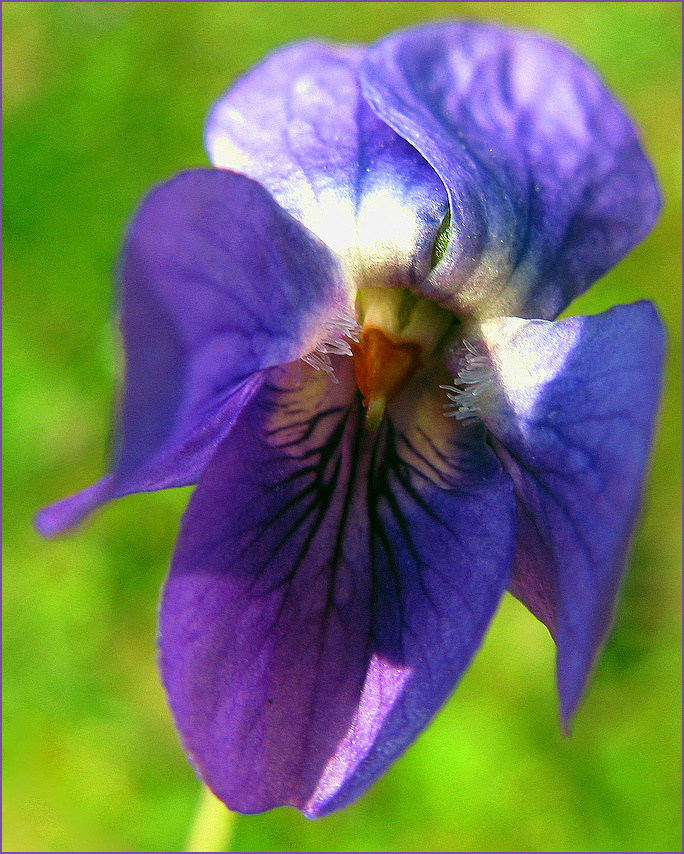 Wildes Wiesenveilchen