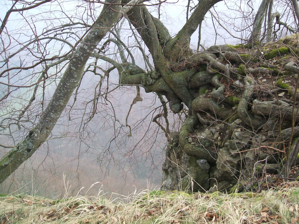 Wildes Wurzelwerk