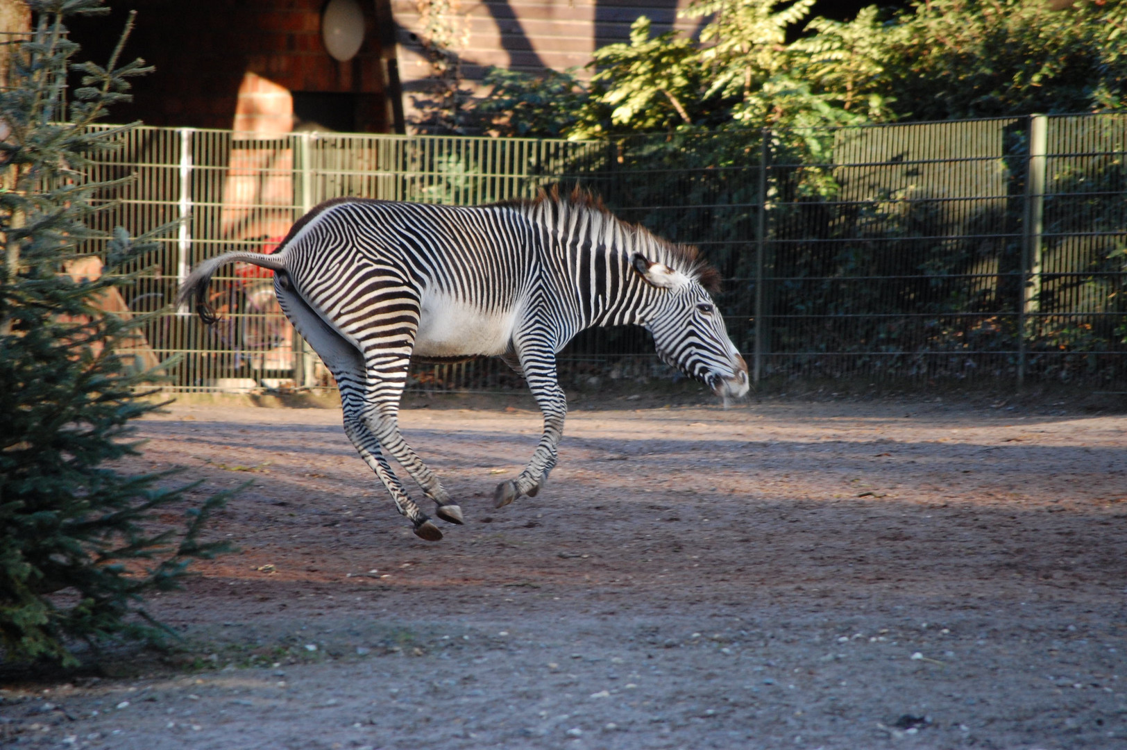 Wildes Zebra