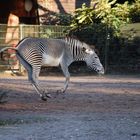 Wildes Zebra