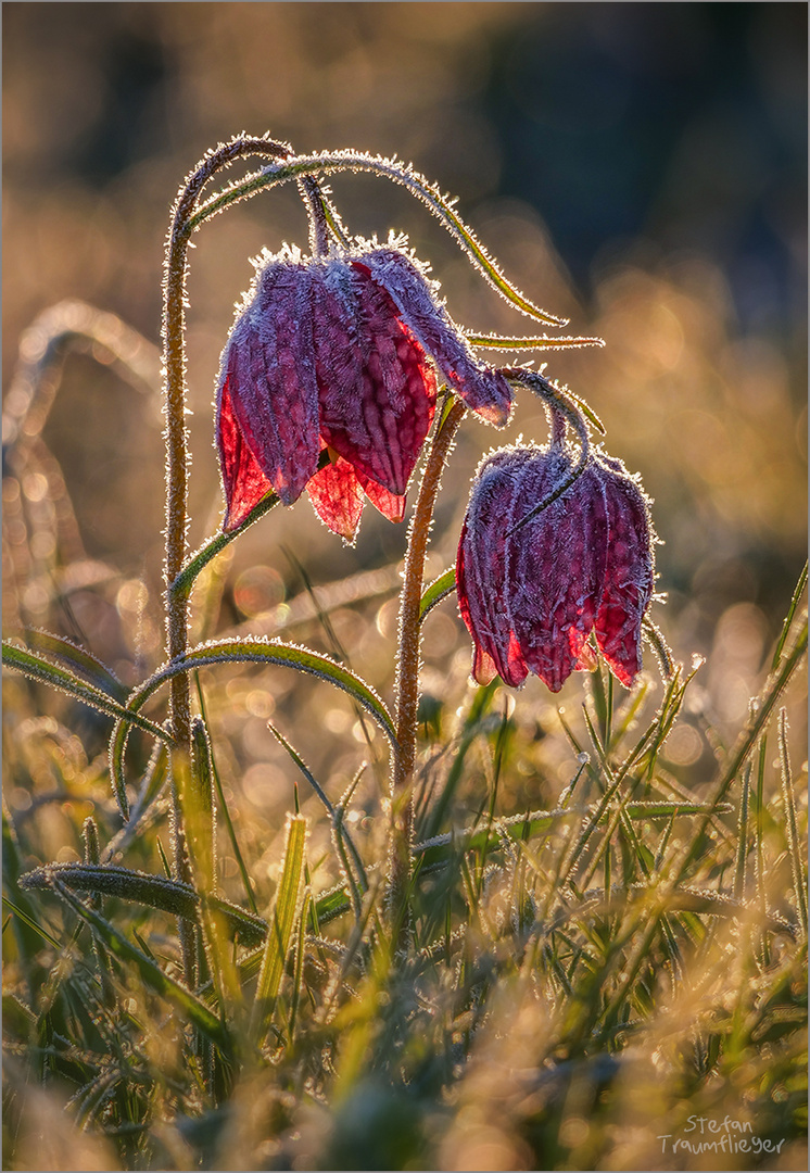 wilde_schoenheit