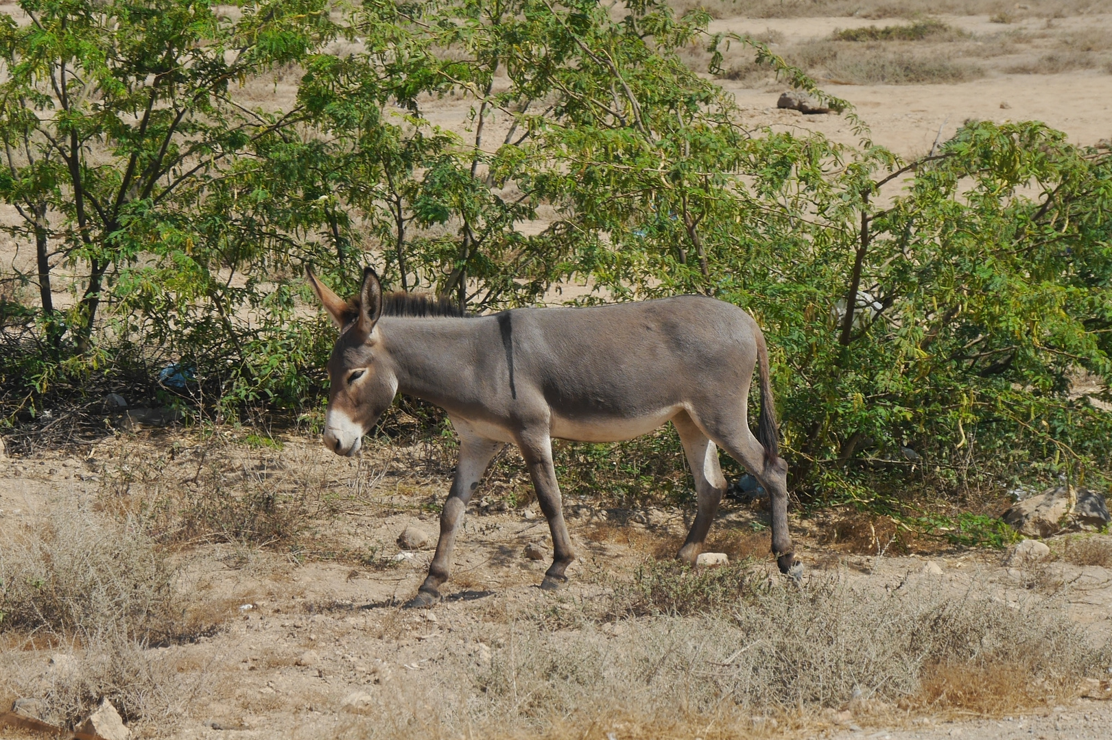 Wildesel auf Wanderschaft