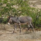 Wildesel auf Wanderschaft