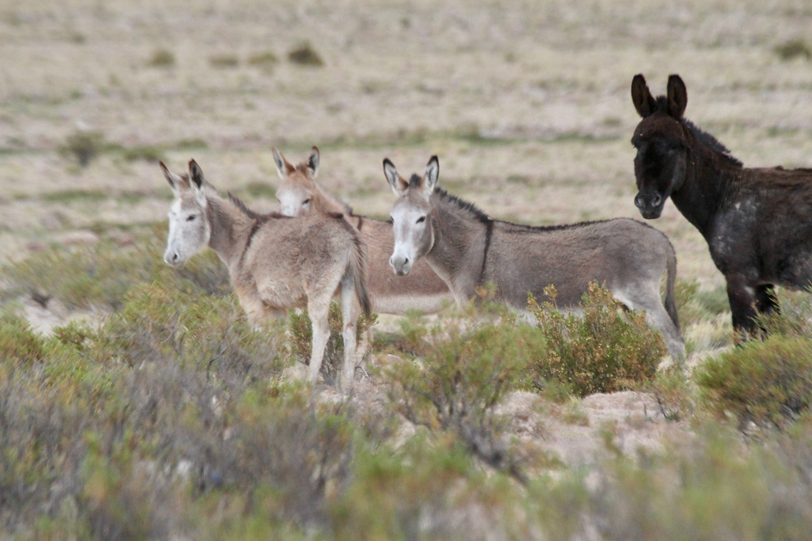 Wildesel in den Anden