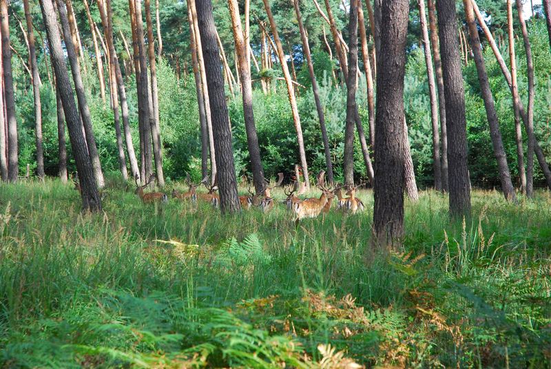 Wildfamilie