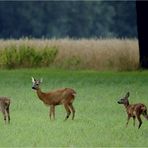 Wildfamilie