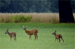 Wildfamilie