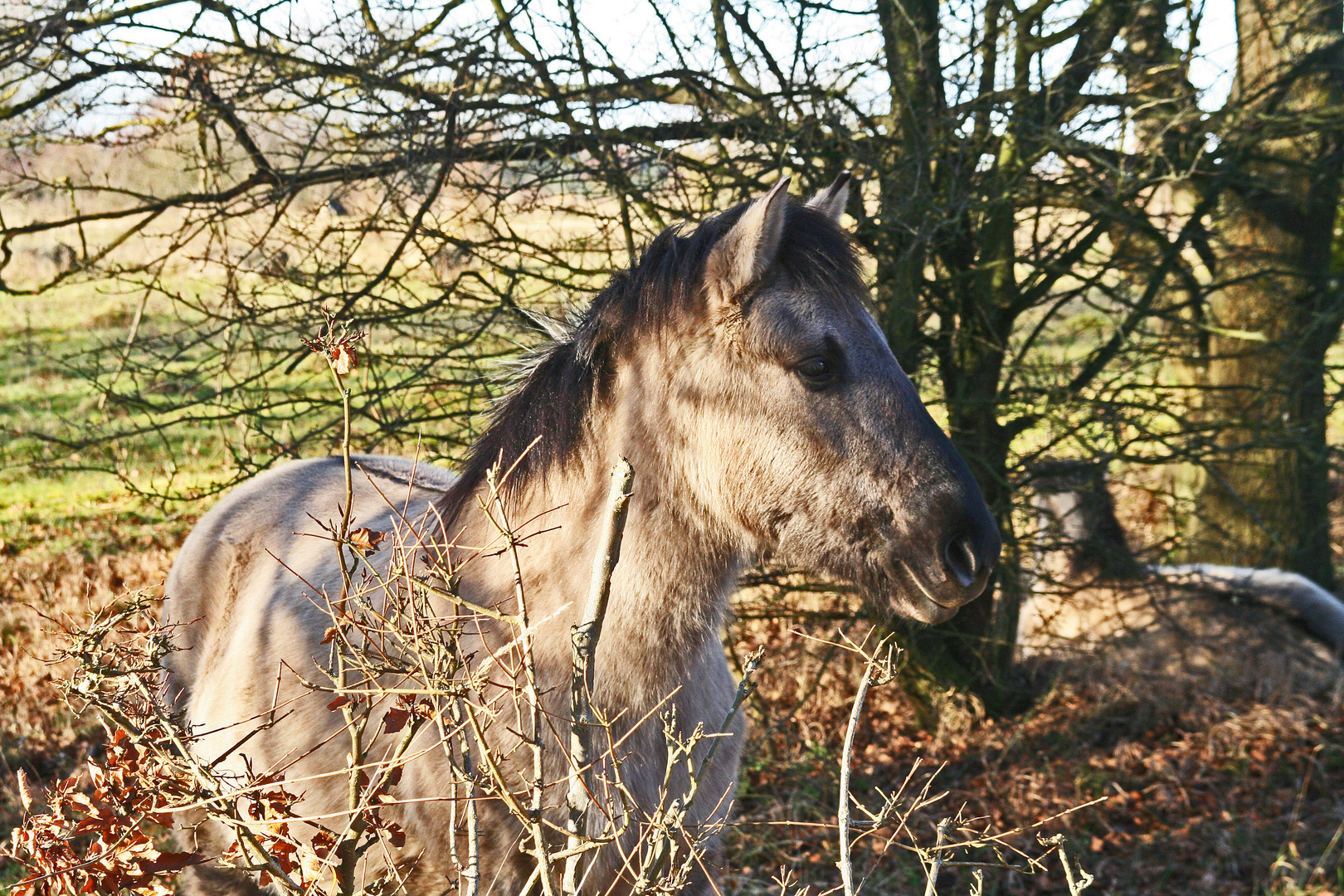 Wildferde im NABU Rheinlandpfalz