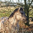 Wildferde im NABU Rheinlandpfalz