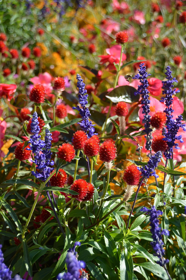 Wildflora in Südtirol